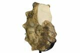 Cretaceous Ammonite (Mammites) Fossil with Metal Stand - Morocco #164228-2